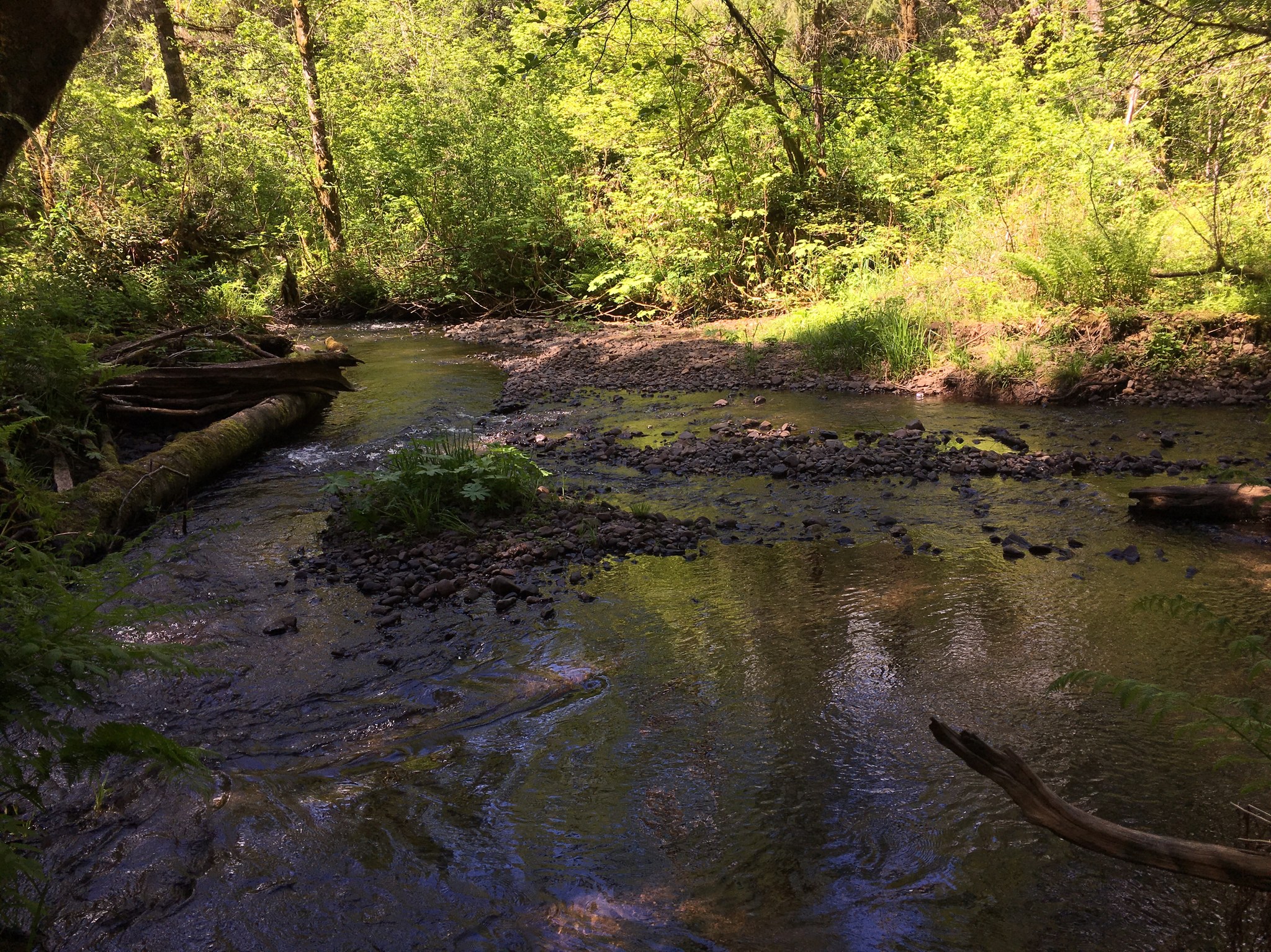 Capitol State Forest Sherman Creek Loop — Washington Trails Association